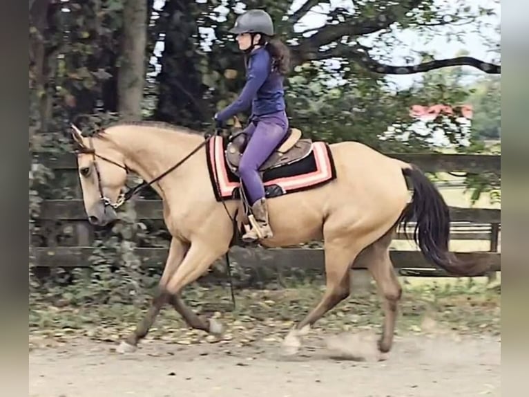 American Quarter Horse Castrone 5 Anni 160 cm Pelle di daino in Jeffersonton