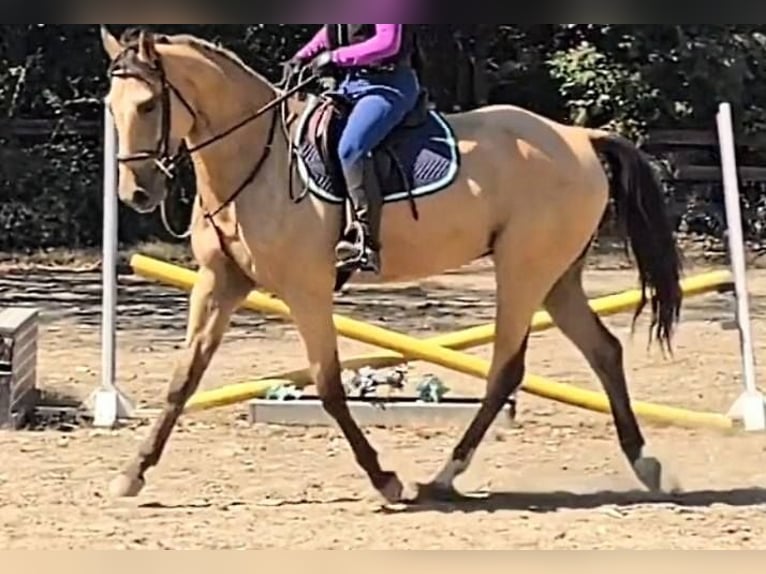 American Quarter Horse Castrone 5 Anni 160 cm Pelle di daino in Jeffersonton