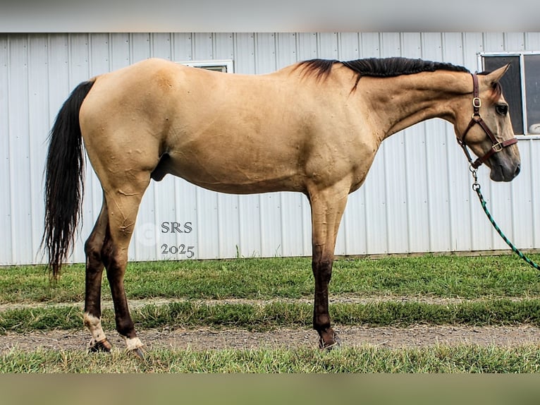 American Quarter Horse Castrone 5 Anni 160 cm Pelle di daino in Jeffersonton