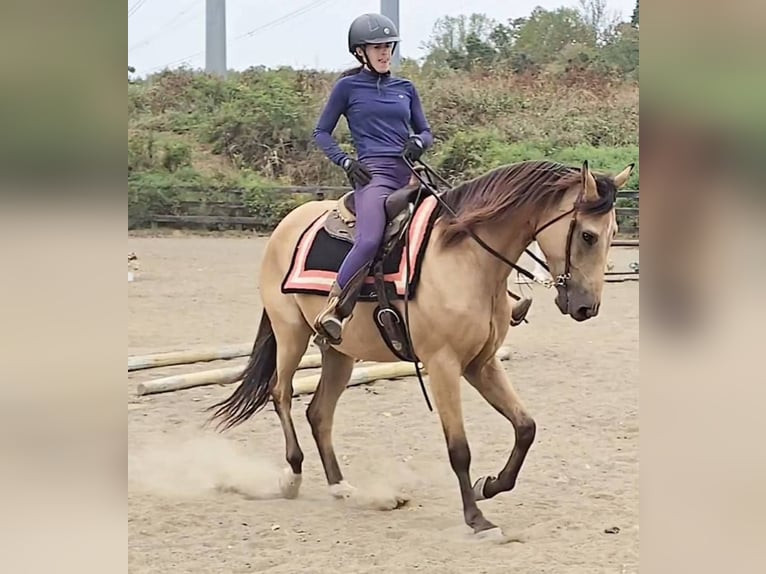 American Quarter Horse Castrone 5 Anni 160 cm Pelle di daino in Jeffersonton