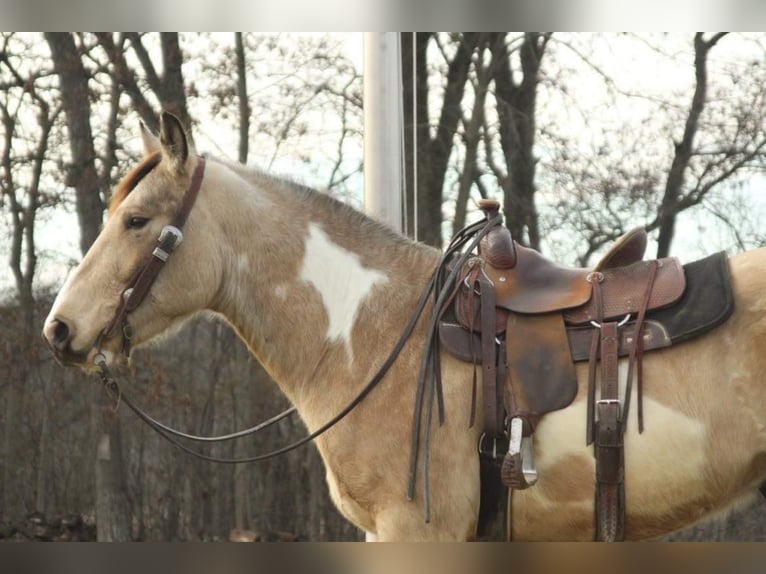 American Quarter Horse Castrone 5 Anni 160 cm Pelle di daino in Fort Atkinson WI