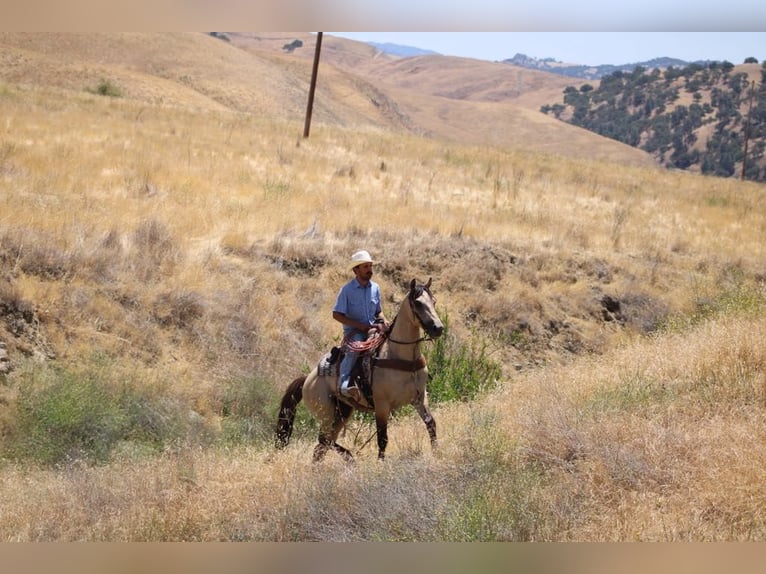 American Quarter Horse Castrone 5 Anni 160 cm Pelle di daino in Paicines CA