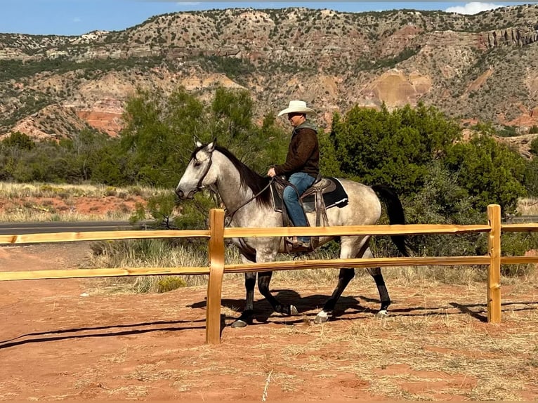 American Quarter Horse Castrone 5 Anni 160 cm Pelle di daino in LISBON, IA