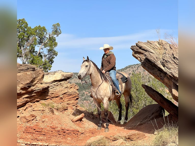 American Quarter Horse Castrone 5 Anni 160 cm Pelle di daino in LISBON, IA