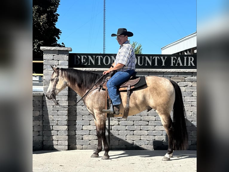 American Quarter Horse Castrone 5 Anni 160 cm Pelle di daino in LISBON, IA