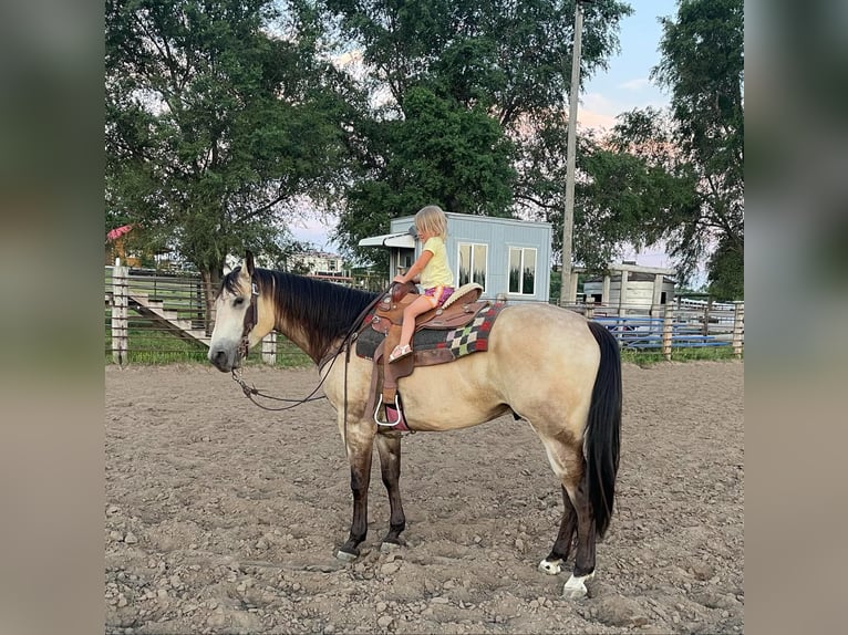 American Quarter Horse Castrone 5 Anni 160 cm Pelle di daino in LISBON, IA