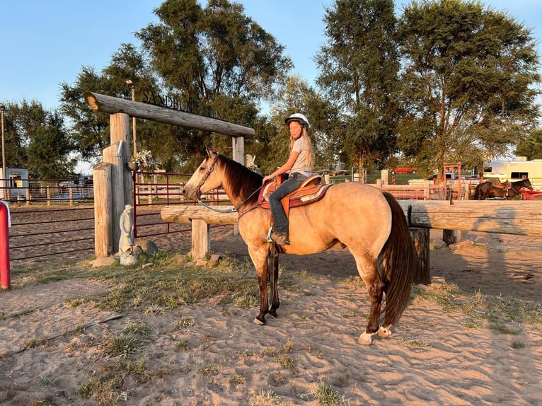 American Quarter Horse Castrone 5 Anni 160 cm Pelle di daino in LISBON, IA