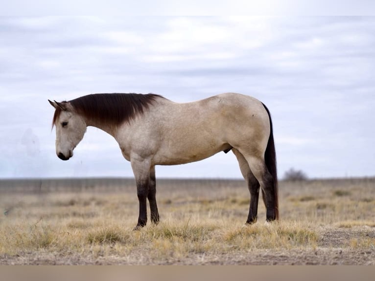 American Quarter Horse Castrone 5 Anni 160 cm Pelle di daino in LISBON, IA