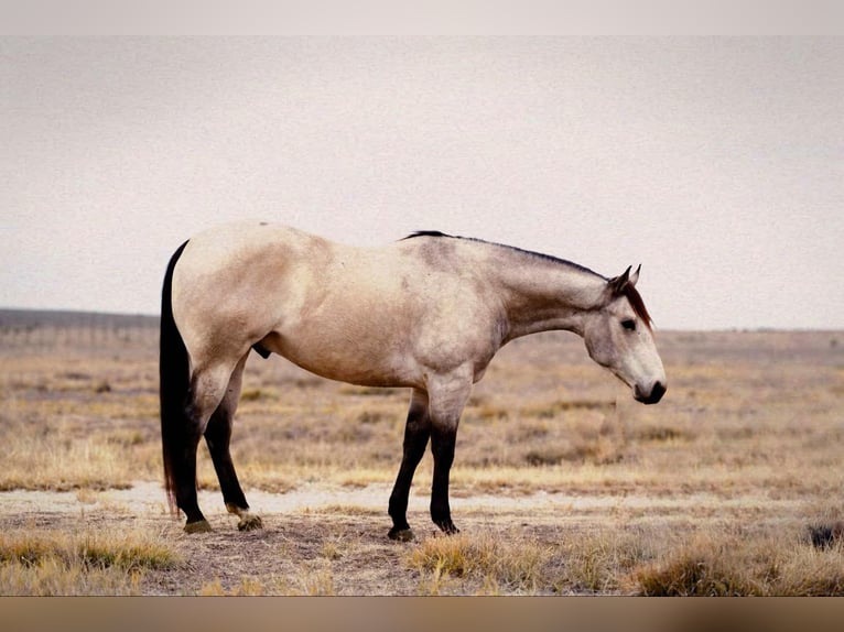 American Quarter Horse Castrone 5 Anni 160 cm Pelle di daino in LISBON, IA