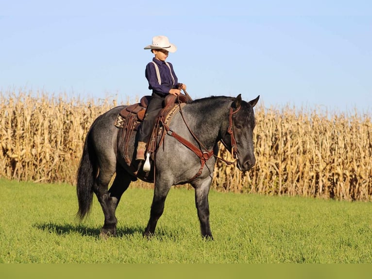 American Quarter Horse Mix Castrone 5 Anni 160 cm Roano blu in Rebersburg, PA