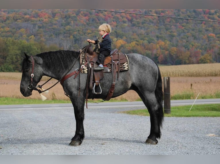 American Quarter Horse Mix Castrone 5 Anni 160 cm Roano blu in Rebersburg, PA