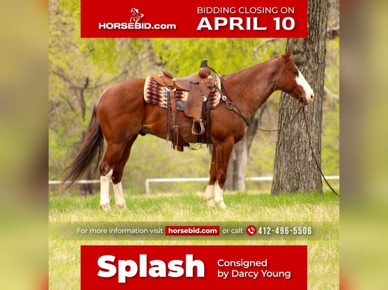 American Quarter Horse Castrone 5 Anni 160 cm Roano rosso in Huckabay, TX