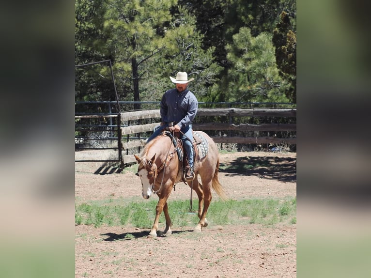 American Quarter Horse Castrone 5 Anni 160 cm Roano rosso in Overgaard, AZ