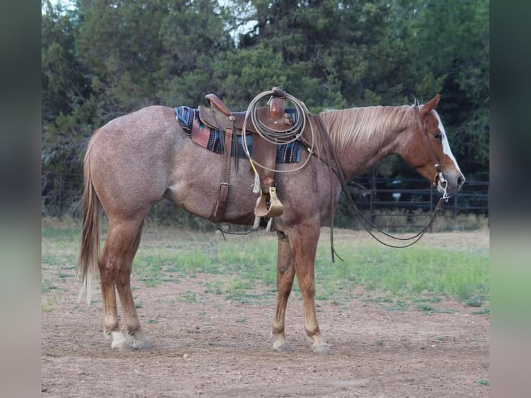 American Quarter Horse Castrone 5 Anni 160 cm Roano rosso in Overgaard, AZ