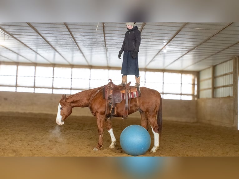 American Quarter Horse Castrone 5 Anni 160 cm Sauro ciliegia in Fredericksburg, OH