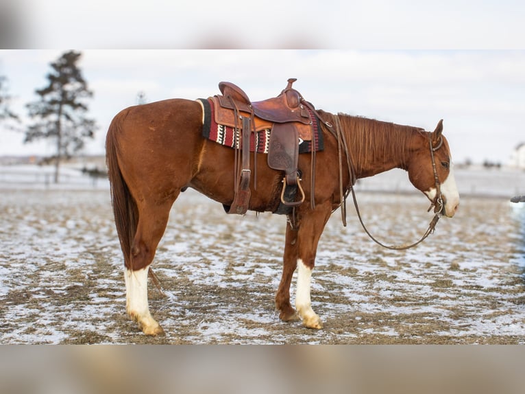 American Quarter Horse Castrone 5 Anni 160 cm Sauro ciliegia in Fredericksburg, OH