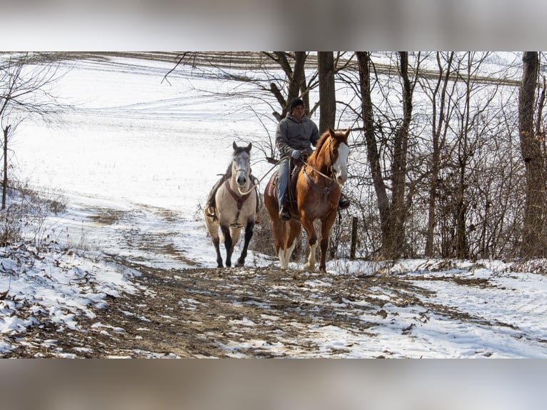 American Quarter Horse Castrone 5 Anni 160 cm Sauro ciliegia in Fredericksburg, OH