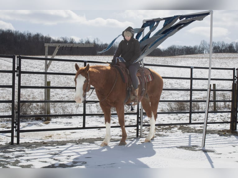 American Quarter Horse Castrone 5 Anni 160 cm Sauro ciliegia in Fredericksburg, OH