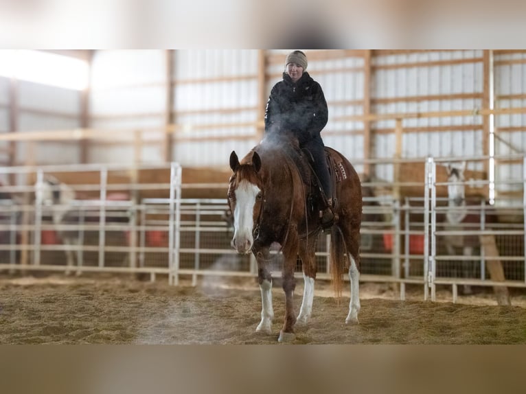 American Quarter Horse Castrone 5 Anni 160 cm Sauro ciliegia in Fredericksburg, OH