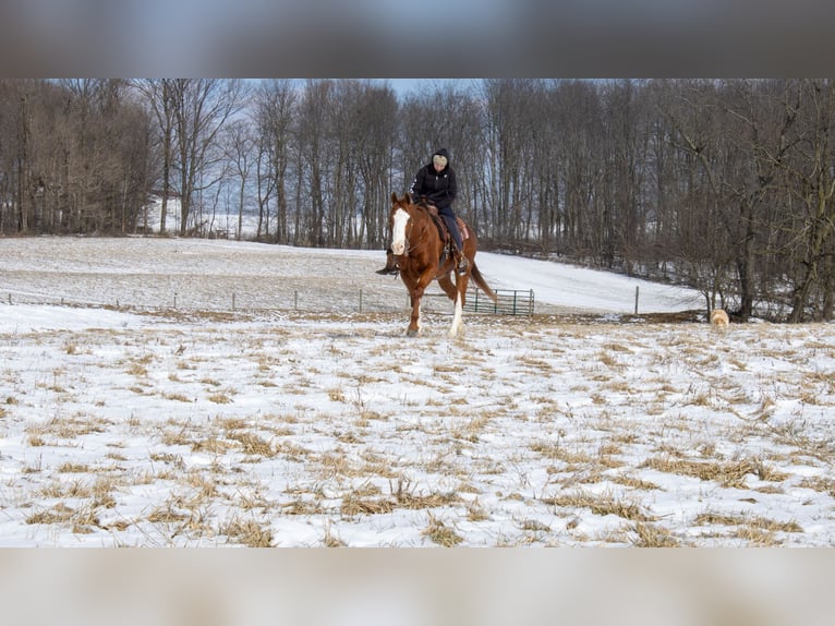 American Quarter Horse Castrone 5 Anni 160 cm Sauro ciliegia in Fredericksburg, OH