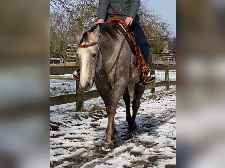 American Quarter Horse Castrone 5 Anni 162 cm Grigio in Kirchhain