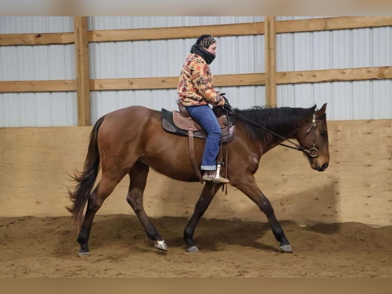 American Quarter Horse Castrone 5 Anni 163 cm Baio ciliegia in HOwell Mi