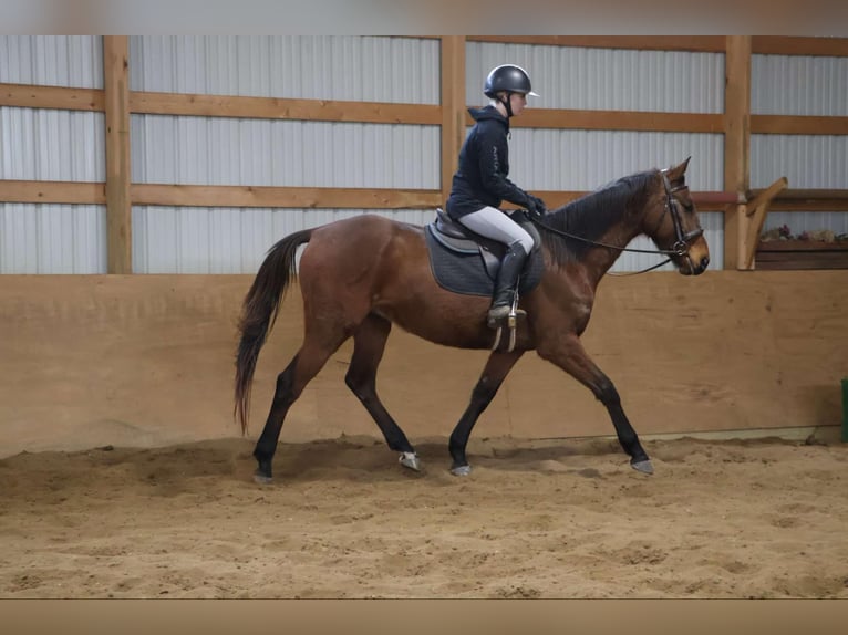 American Quarter Horse Castrone 5 Anni 163 cm Baio ciliegia in HOwell Mi