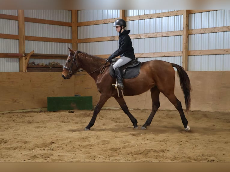 American Quarter Horse Castrone 5 Anni 163 cm Baio ciliegia in HOwell Mi