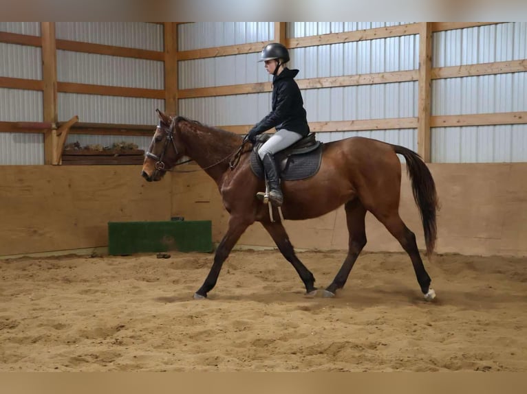 American Quarter Horse Castrone 5 Anni 163 cm Baio ciliegia in HOwell Mi