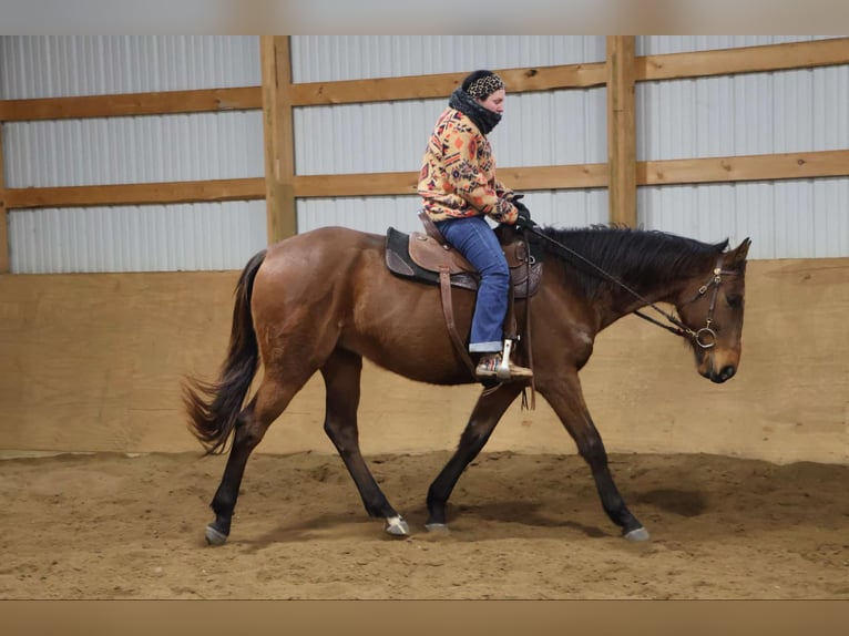 American Quarter Horse Castrone 5 Anni 163 cm Baio ciliegia in HOwell Mi