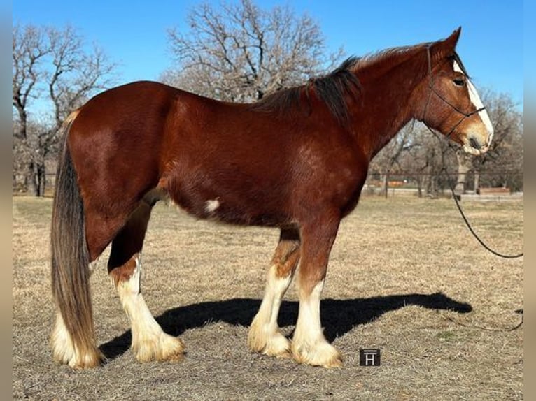 American Quarter Horse Castrone 5 Anni 163 cm Baio roano in Jacksboro, TX