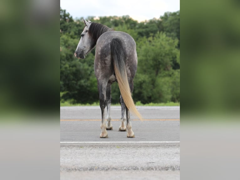 American Quarter Horse Castrone 5 Anni 163 cm Grigio in Princeton MO