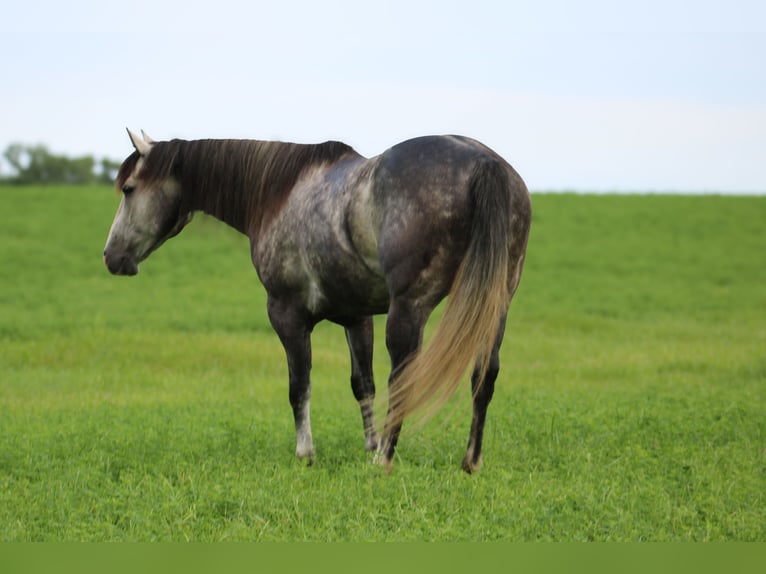 American Quarter Horse Castrone 5 Anni 163 cm Grigio in Princeton MO