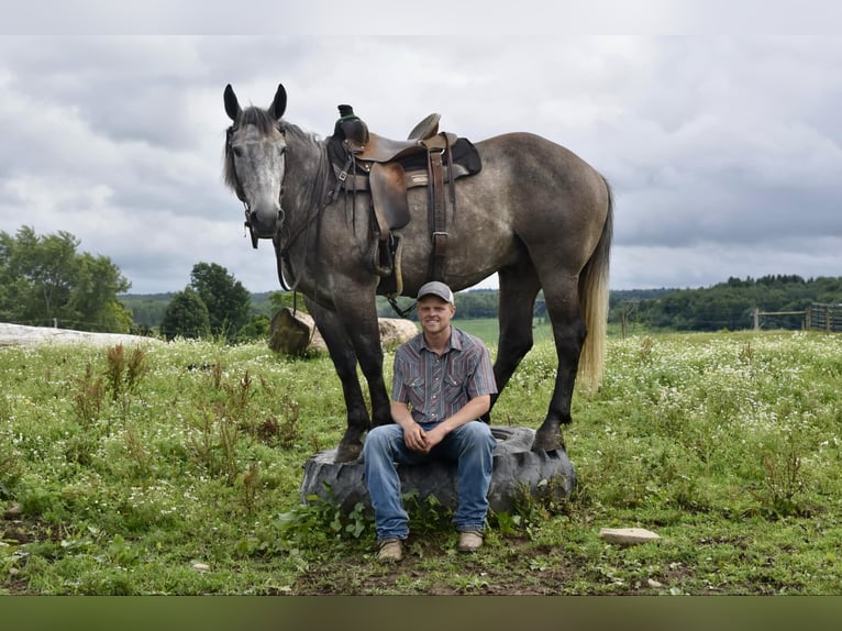 American Quarter Horse Castrone 5 Anni 163 cm Grigio in Warsaw KY