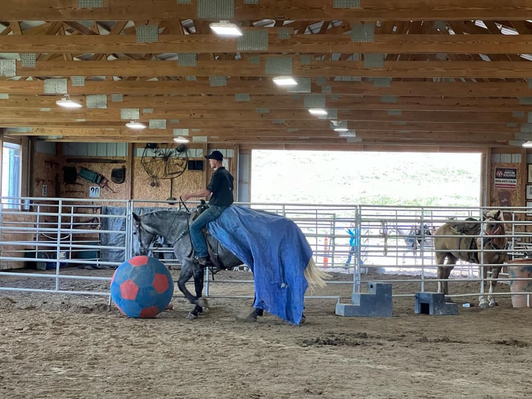 American Quarter Horse Castrone 5 Anni 163 cm Grigio in Warsaw KY