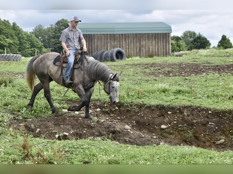 American Quarter Horse Castrone 5 Anni 163 cm Grigio in Warsaw KY