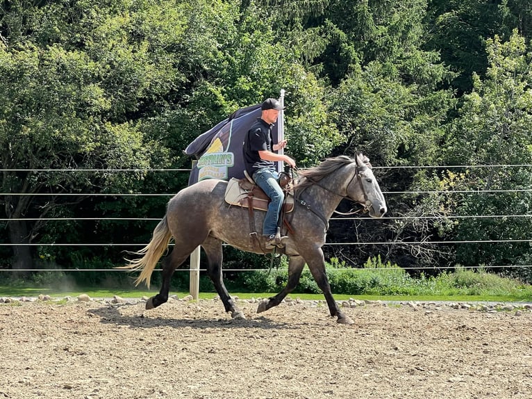 American Quarter Horse Castrone 5 Anni 163 cm Grigio in Warsaw KY