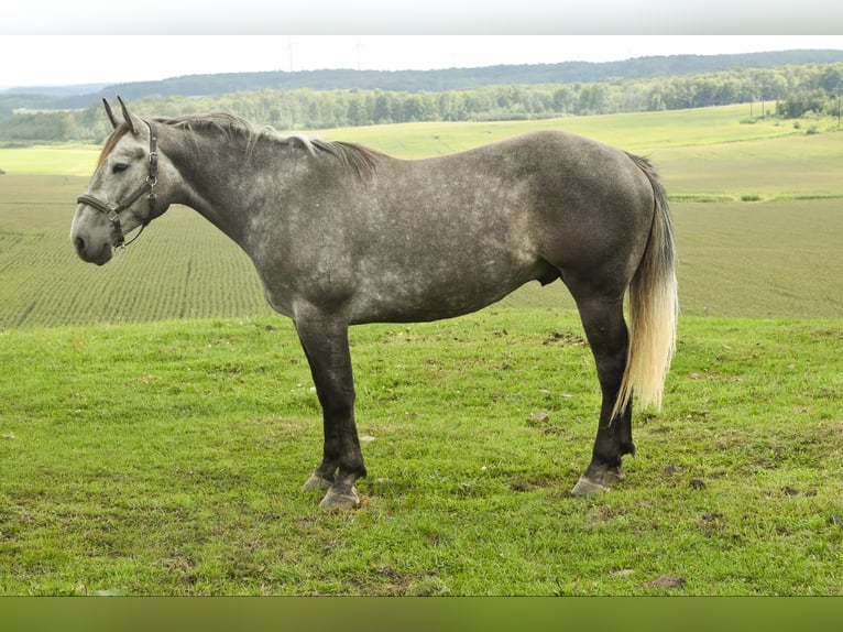 American Quarter Horse Castrone 5 Anni 163 cm Grigio in Warsaw KY