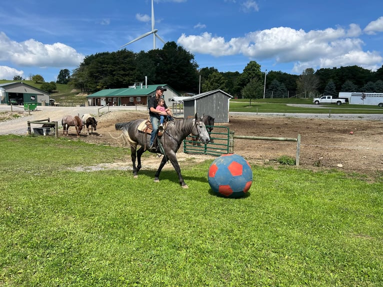 American Quarter Horse Castrone 5 Anni 163 cm Grigio in Warsaw KY