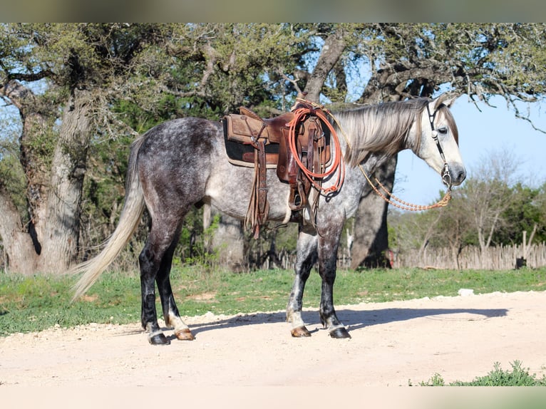 American Quarter Horse Castrone 5 Anni 163 cm Grigio in Buckholts