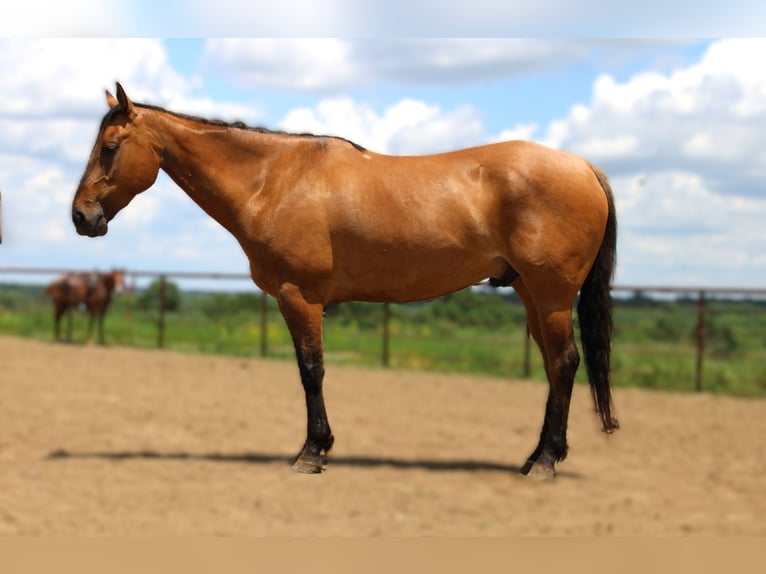 American Quarter Horse Castrone 5 Anni 163 cm Grullo in Princeton, MO