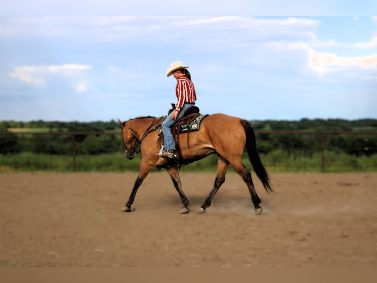 American Quarter Horse Castrone 5 Anni 163 cm Grullo in Princeton, MO