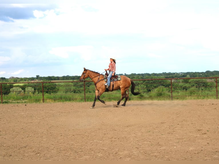 American Quarter Horse Castrone 5 Anni 163 cm Grullo in Princeton, MO