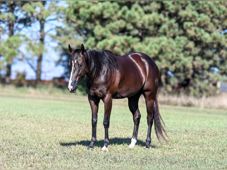 American Quarter Horse Castrone 5 Anni 163 cm Morello in Canistota