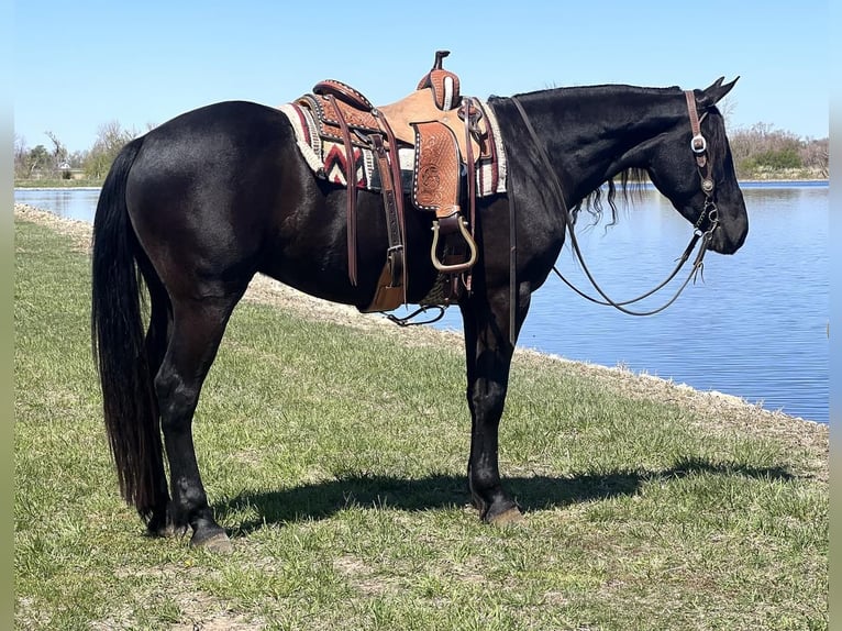 American Quarter Horse Mix Castrone 5 Anni 163 cm Morello in Zearing, IA