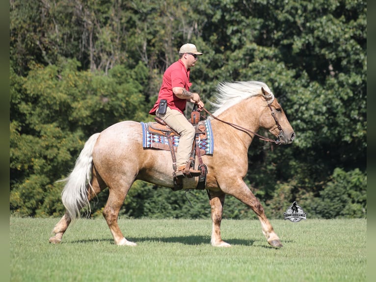 American Quarter Horse Castrone 5 Anni 163 cm Palomino in Mount Vernon