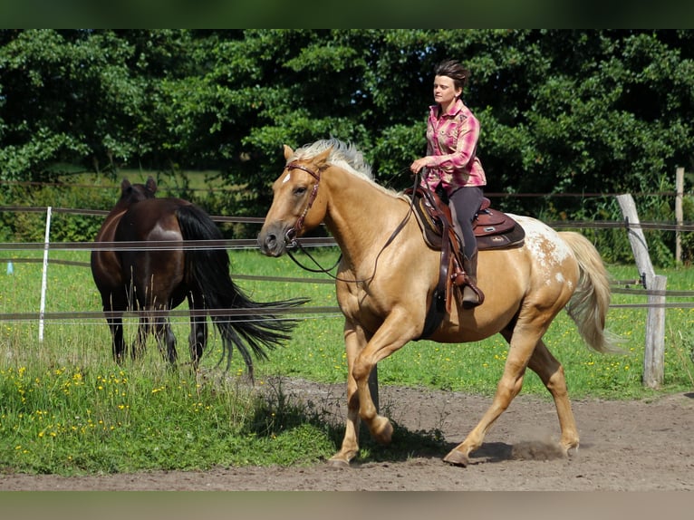 American Quarter Horse Mix Castrone 5 Anni 163 cm Palomino in Fredersdorf-Vogelsdorf
