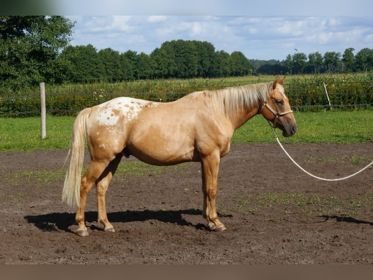 American Quarter Horse Mix Castrone 5 Anni 163 cm Palomino in Fredersdorf-Vogelsdorf