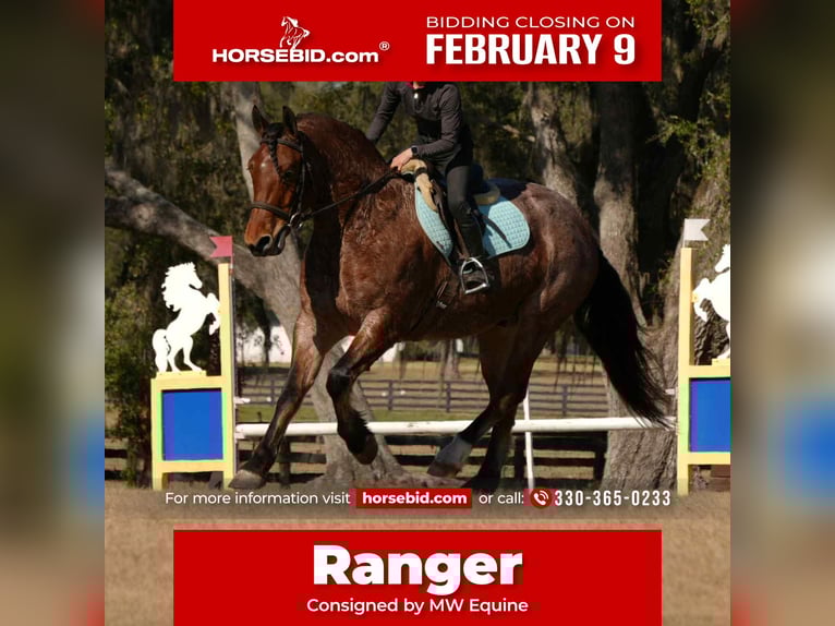 American Quarter Horse Mix Castrone 5 Anni 163 cm  in Fresno