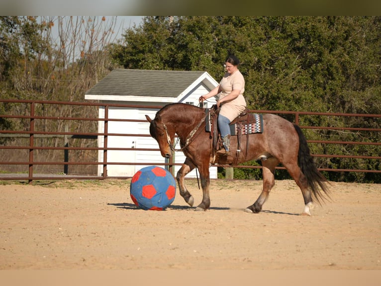 American Quarter Horse Mix Castrone 5 Anni 163 cm  in Fresno